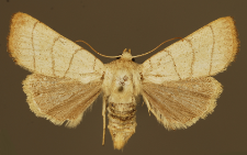 Charanyca trigrammica (Hufnagel, 1766)