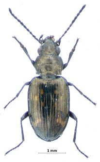 Bembidion obliquum (J. Sturm, 1825)