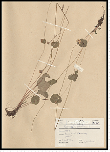 Parnassia palustris L.