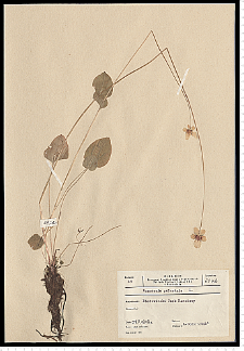 Parnassia palustris L.