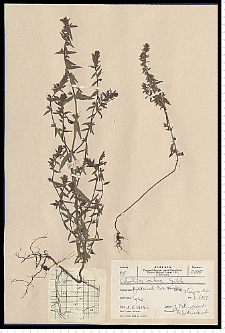 Odontites serotina (Lam.) Rchb. s. s.