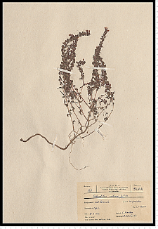 Odontites serotina (Lam.) Rchb. s. s.