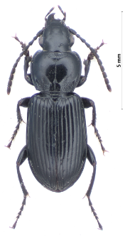 Pterostichus rhaeticus (Heer, 1837)