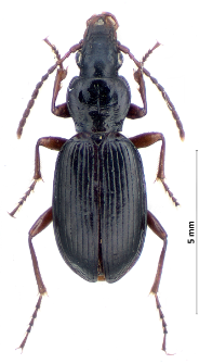 Pterostichus negligens (J. Sturm, 1824)