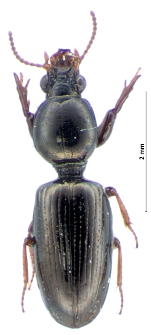 Dyschirius politus (Dejean, 1825)