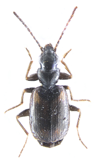 Syntomus obscuroguttatus (Duftschmid, 1812)