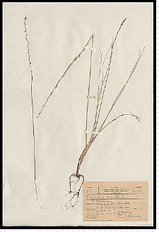 Triglochin palustre L.