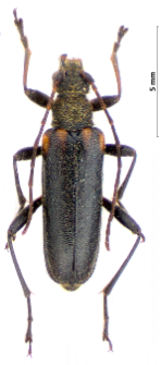 Cortodera humeralis (Schaller, 1783)