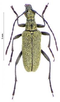 Euracmaeops angusticollis (F. Gebler, 1833)