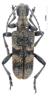 Rhagium mordax (Ch. De Geer, 1775)