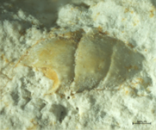 Goniodromites kubai