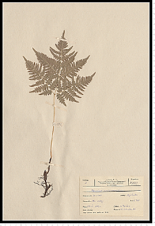 Pteridium aquilinum (L.) Kuhn