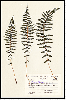 Athyrium filix-femina (L.) Roth