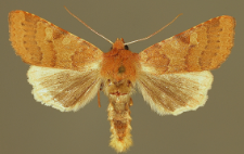 Agrochola helvola (Linnaeus, 1758)