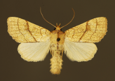 Tiliacea citrago (Linnaeus, 1758)