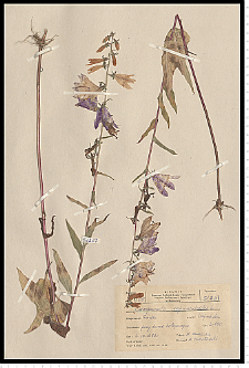 Campanula rapunculoides L.