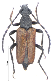 Stictoleptura maculicornis (Ch. De Geer, 1775)