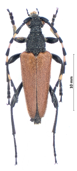 Stictoleptura variicornis (J.W. Dalman, 1817)