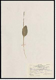 Ophioglossum vulgatum L.