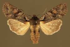 Lithophane furcifera (Hufnagel, 1766)