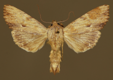 Apamea lithoxylaea (Denis & Schiffermüller, 1775)