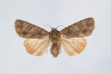 Acronicta rumicis