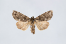 Acronicta rumicis