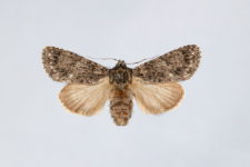 Acronicta rumicis