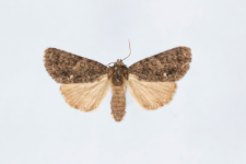 Acronicta rumicis