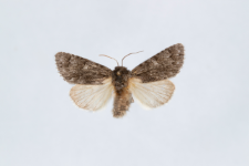 Acronicta rumicis