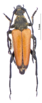 Stictoleptura fulva (Ch. De Geer, 1775)