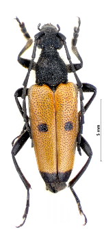 Stictoleptura tesserula (T. Charpentier, 1825)