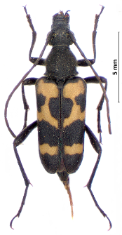 Judolia sexmaculata (Linnaeus, 1758)