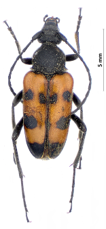 Pachytodes erraticus (J.W. Dalman, 1817)