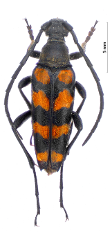 Leptura quadrifasciata Linnaeus, 1758