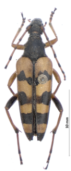 Rutpela maculata (Poda von Neuhaus, 1761)