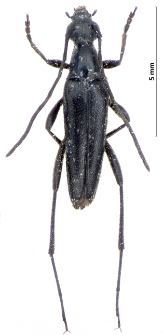 Stenurella nigra (Linnaeus, 1758)