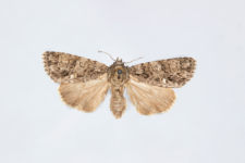 Acronicta rumicis