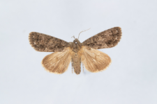 Acronicta rumicis