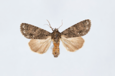 Acronicta rumicis