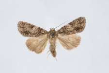 Acronicta rumicis