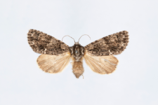 Acronicta rumicis