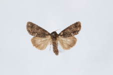 Acronicta rumicis