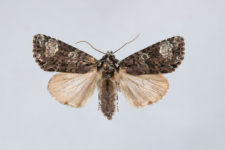 Acronicta rumicis