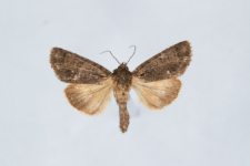 Acronicta rumicis