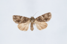 Acronicta rumicis