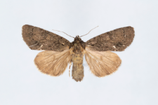 Acronicta rumicis