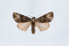 Acronicta rumicis