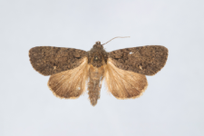 Acronicta rumicis