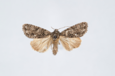 Acronicta rumicis